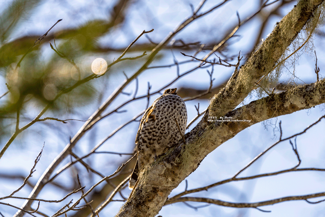 エゾライチョウの鳴き合い きままな My Photo エゾライチョウの鳴き合い きままな My Photo