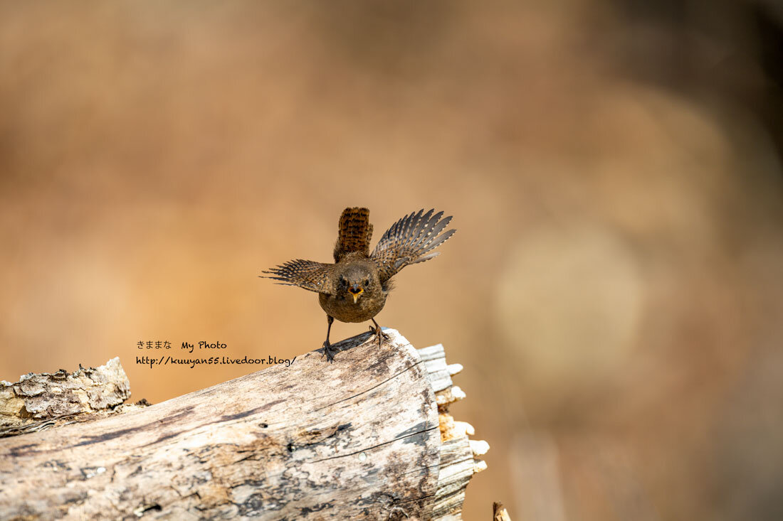 ミソサザイの求愛ダンス きままな My Photo