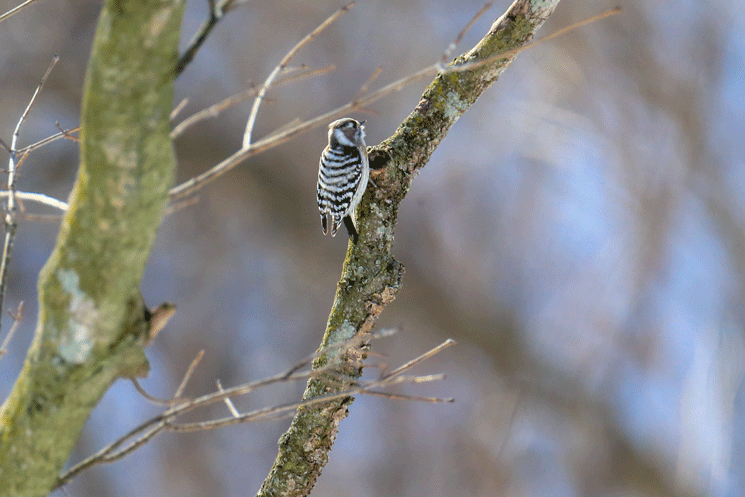 鳥 ギーギー 鳴く 春の鳥の鳴き声【聞こえてくる鳥の鳴き声の正体は？】