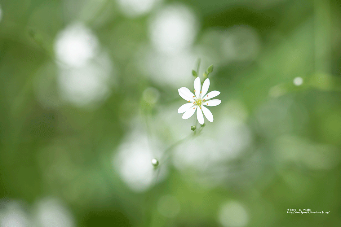 一輪の花 きままな My Photo 一輪の花 きままな My Photo