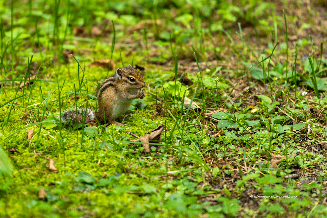何を食べているのかな エゾシマリス きままな My Photo