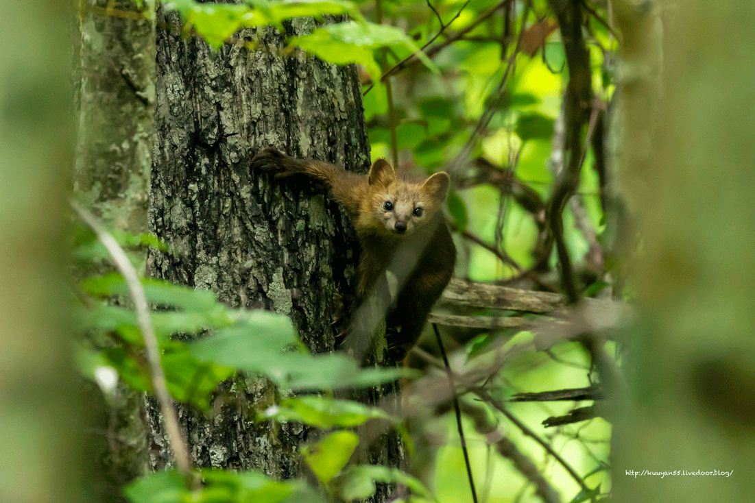 エゾクロテン? : きままな My Photo