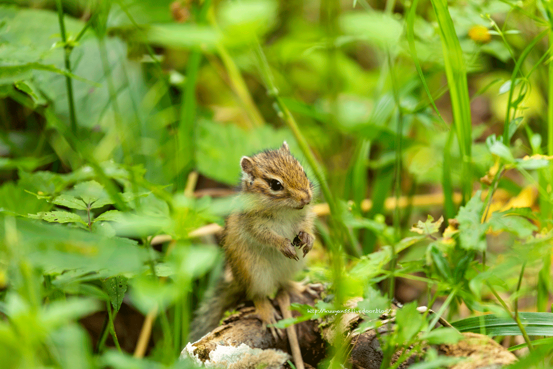 何を食べているのかな エゾシマリス きままな My Photo