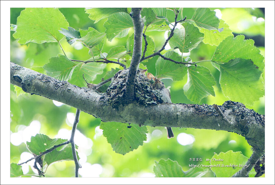コルリ 焦らす : きままな My Photo