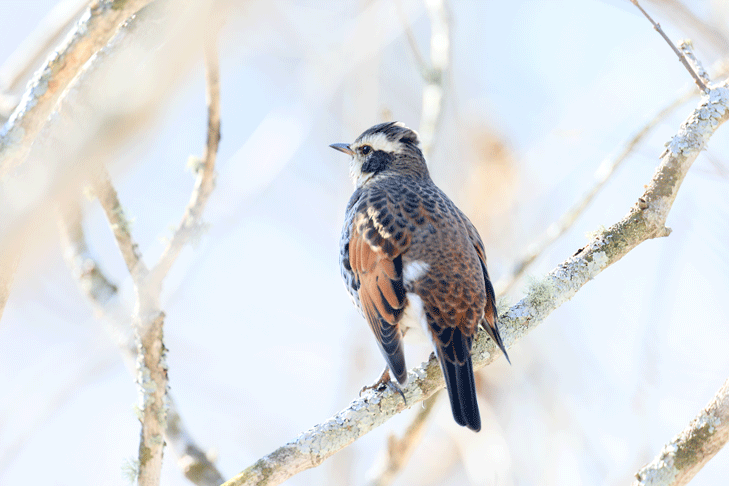 鳥 ギーギー 鳴く 春の鳥の鳴き声【聞こえてくる鳥の鳴き声の正体は？】