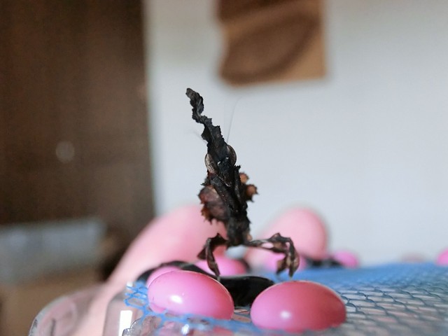 ゴーストマンティス』の雌雄判別 : クワガタカマキリ