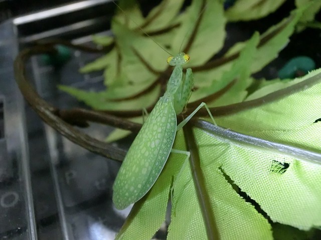 カゲロウカマキリ : クワガタカマキリ