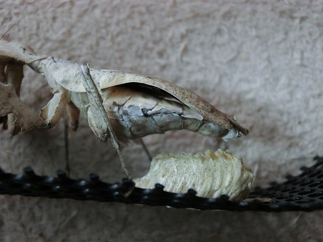 タイ産マオウカレハカマキリ : クワガタカマキリ