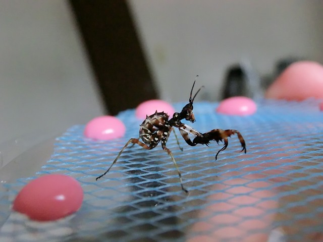 アフリカメダマカマキリ（ガーナ産） 出品中 : クワガタカマキリ