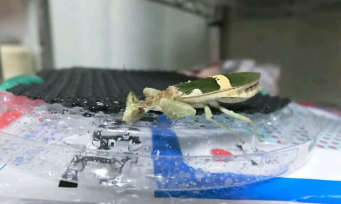 コモンフラワーマンティス（マレーシア産） : クワガタカマキリ
