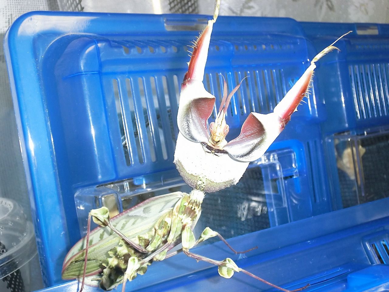 ニセハナマオウカマキリ 威嚇 不全 経過 クワガタカマキリ ニセハナマオウカマキリ 威嚇 不全 経過 クワガタカマキリ