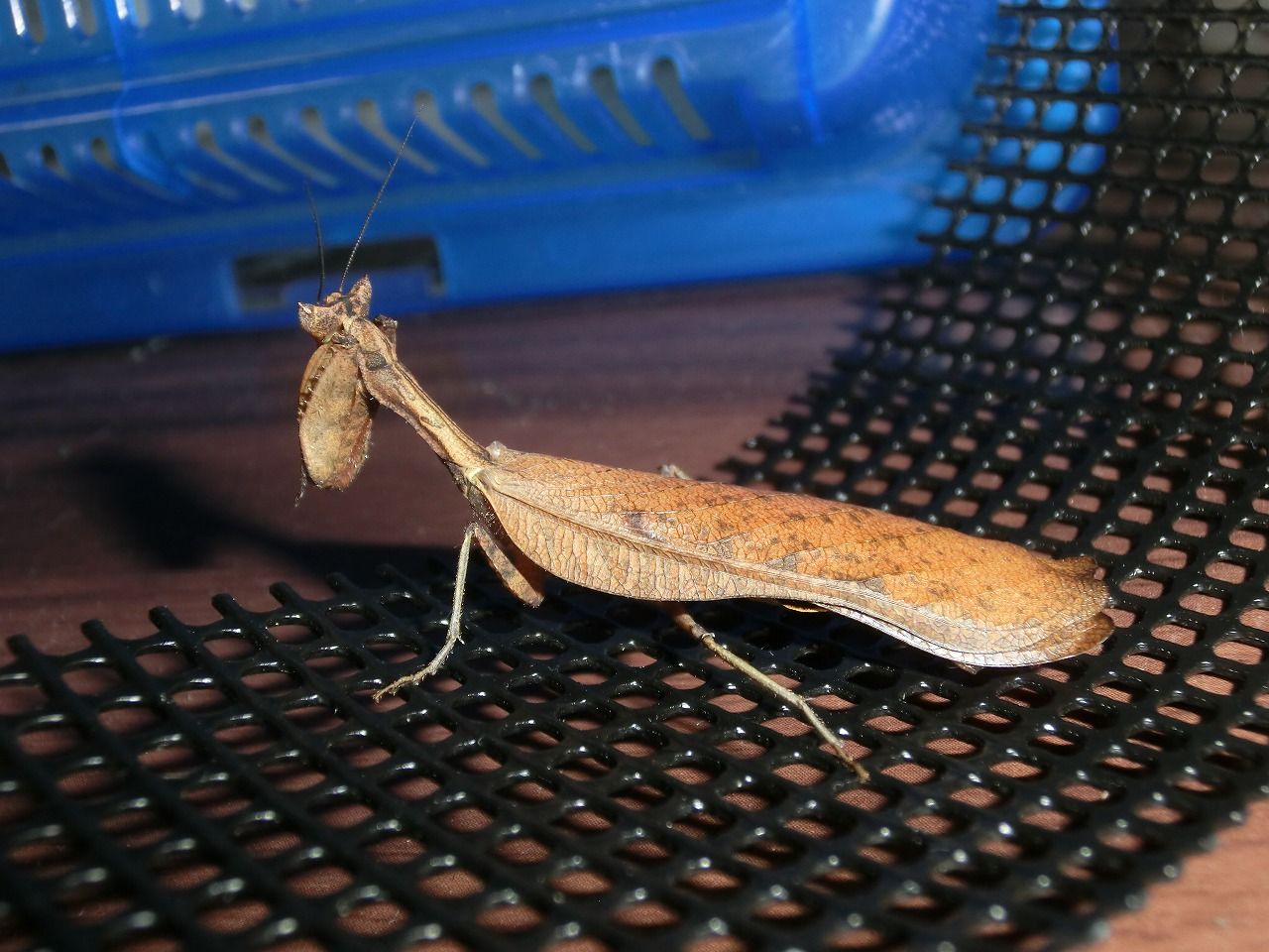南米産カレハカマキリ ♂成虫 : クワガタカマキリ
