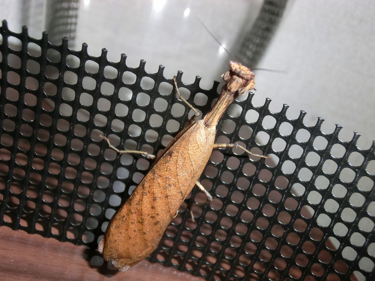 南米産カレハカマキリ ♂成虫 : クワガタカマキリ