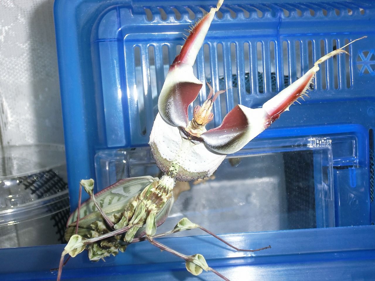 ニセハナマオウカマキリ 威嚇 不全 経過 クワガタカマキリ ニセハナマオウカマキリ 威嚇 不全 経過 クワガタカマキリ