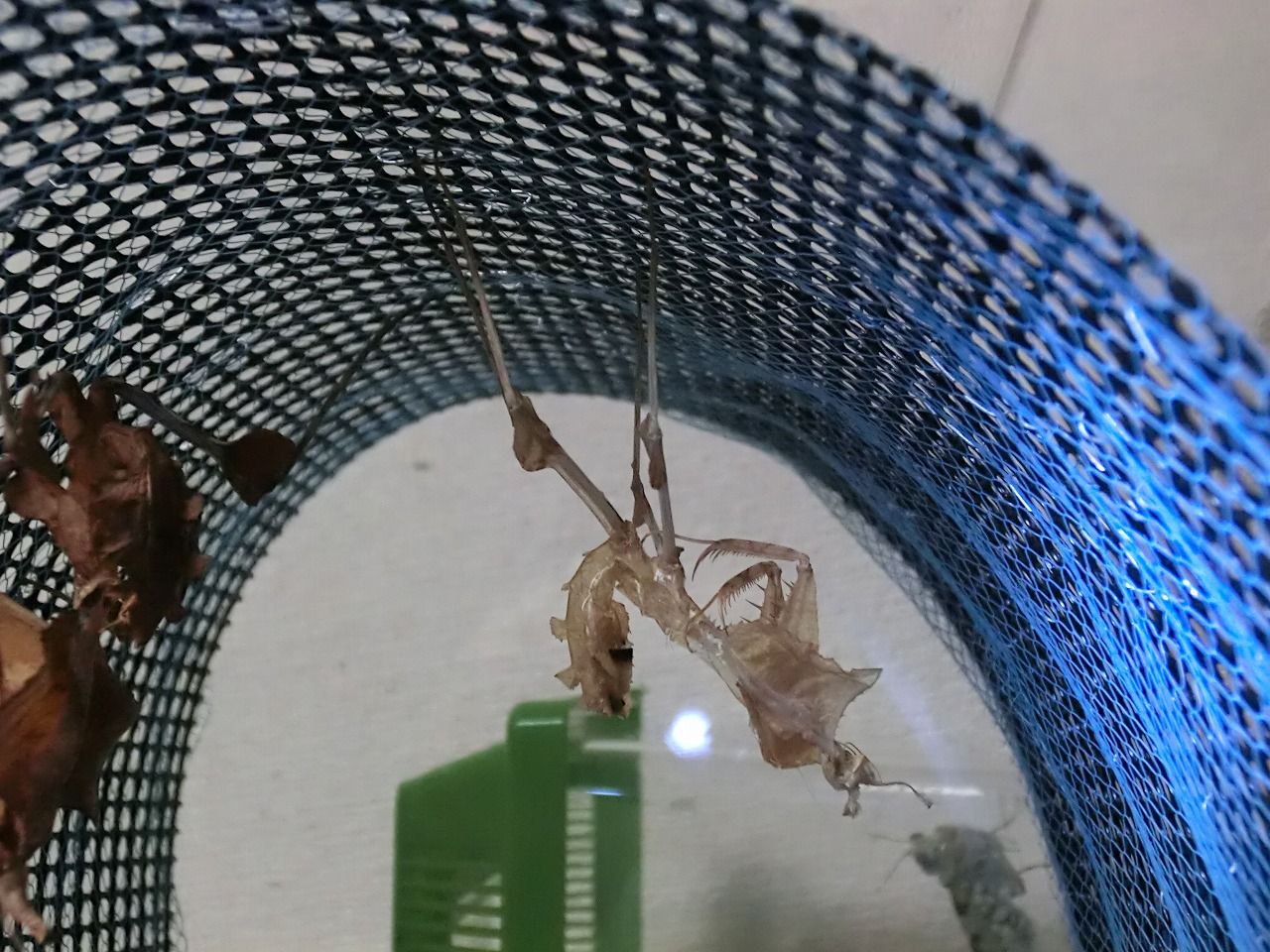 ニセハナマオウカマキリ 7齢 亜終齢 クワガタカマキリ