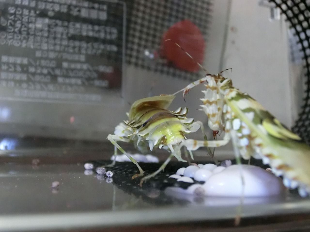 アフリカメダマカマキリ』交尾～産卵までの記録 : クワガタカマキリ