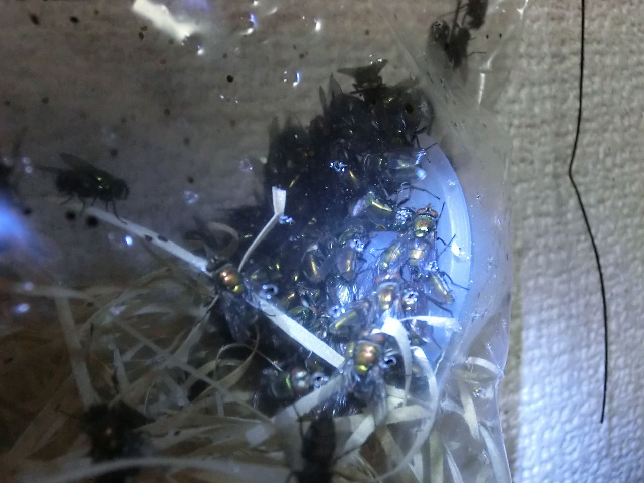 活餌 白サシ ハエ について クワガタカマキリ 活餌 白サシ ハエ について クワガタカマキリ