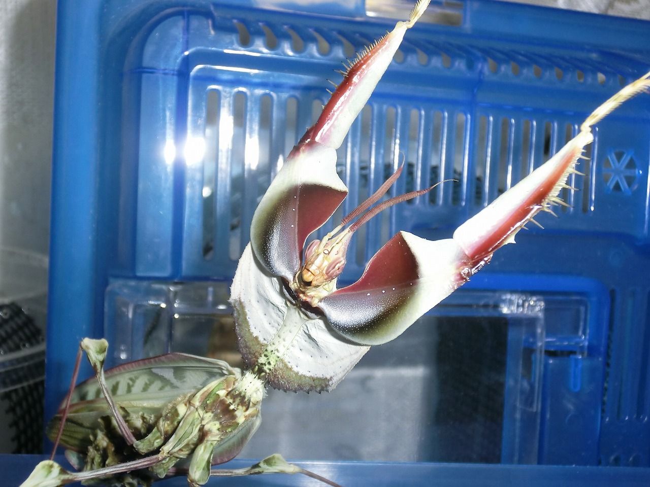 ニセハナマオウカマキリ 威嚇 不全 経過 クワガタカマキリ ニセハナマオウカマキリ 威嚇 不全 経過 クワガタカマキリ