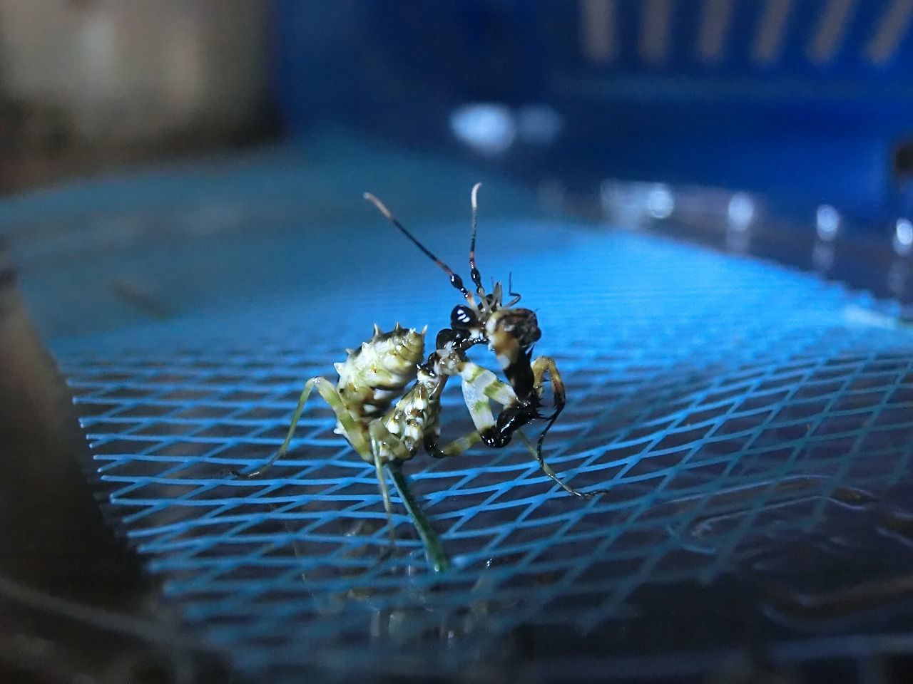 アフリカメダマカマキリ』 3齢幼虫・WILD等々 : クワガタカマキリ