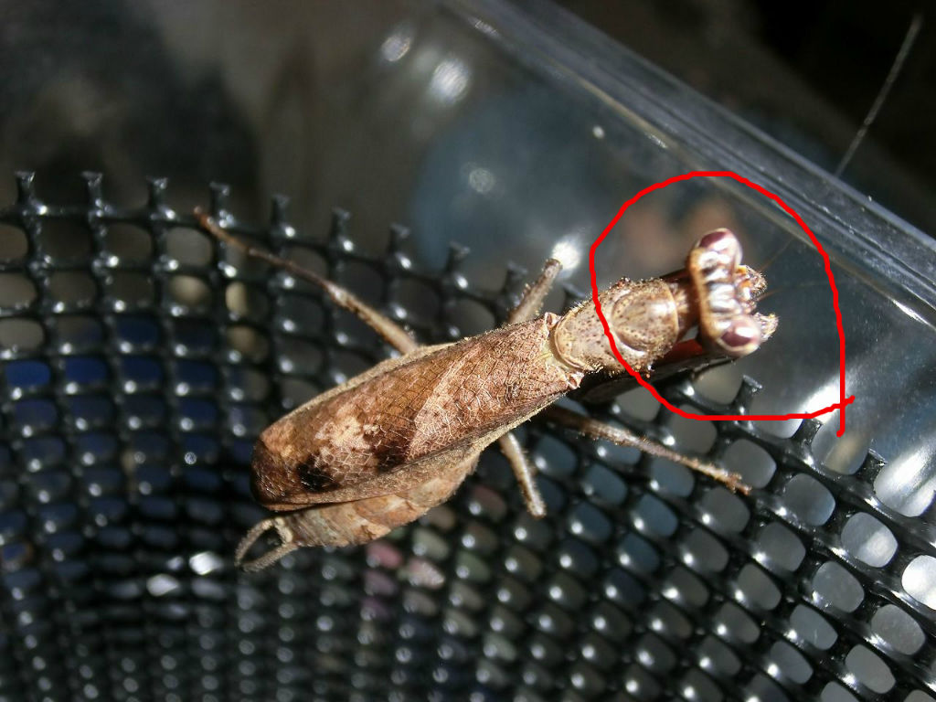 マレーシア産ボクサーカマキリ ご臨終;; : クワガタカマキリ