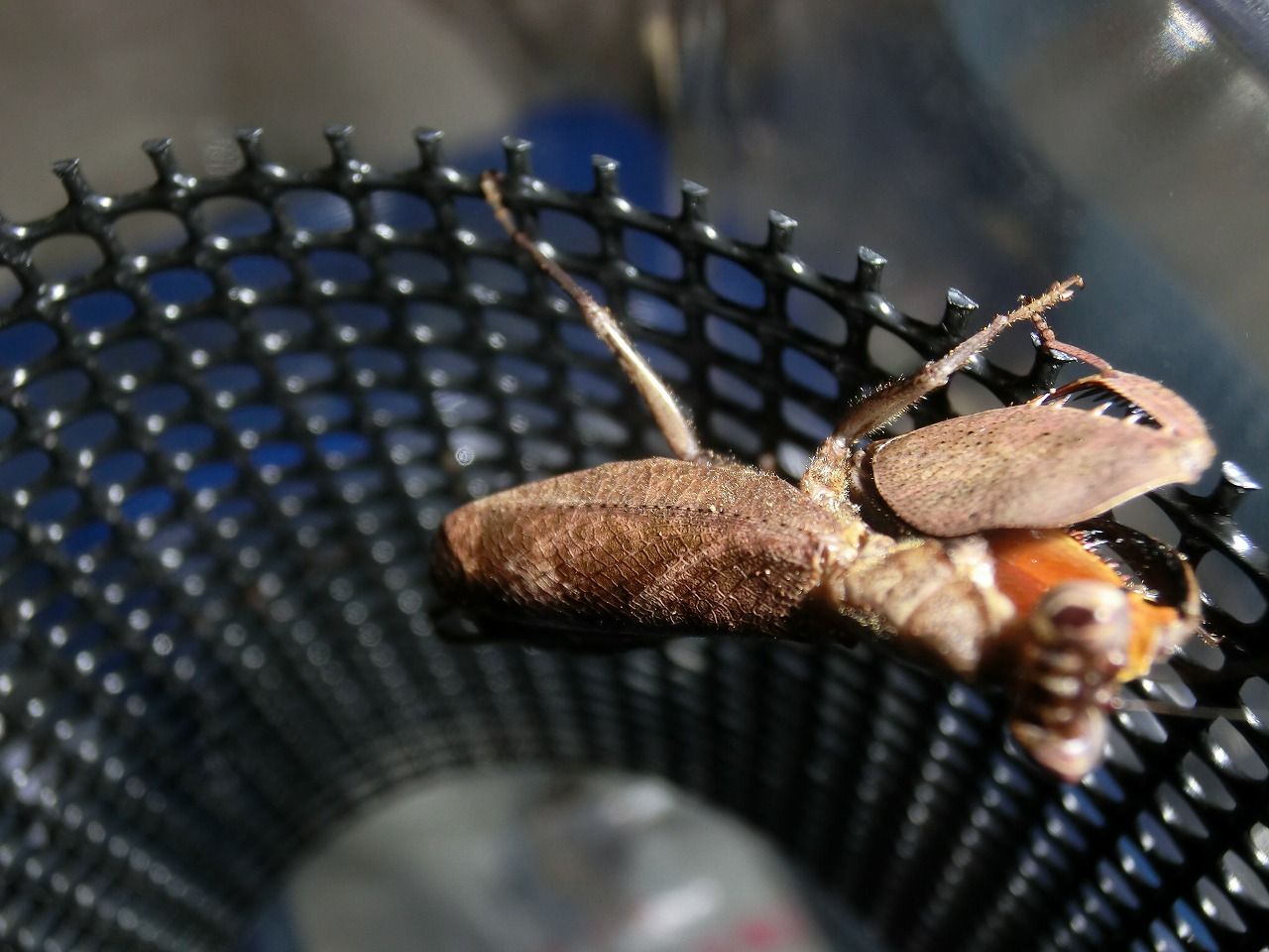 マレーシア産ボクサーカマキリ ご臨終;; : クワガタカマキリ