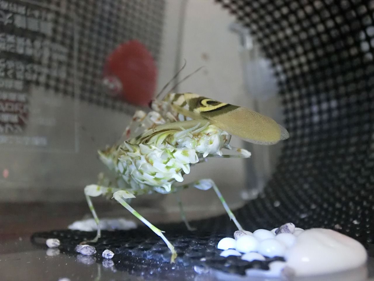 アフリカメダマカマキリ』交尾～産卵までの記録 : クワガタカマキリ