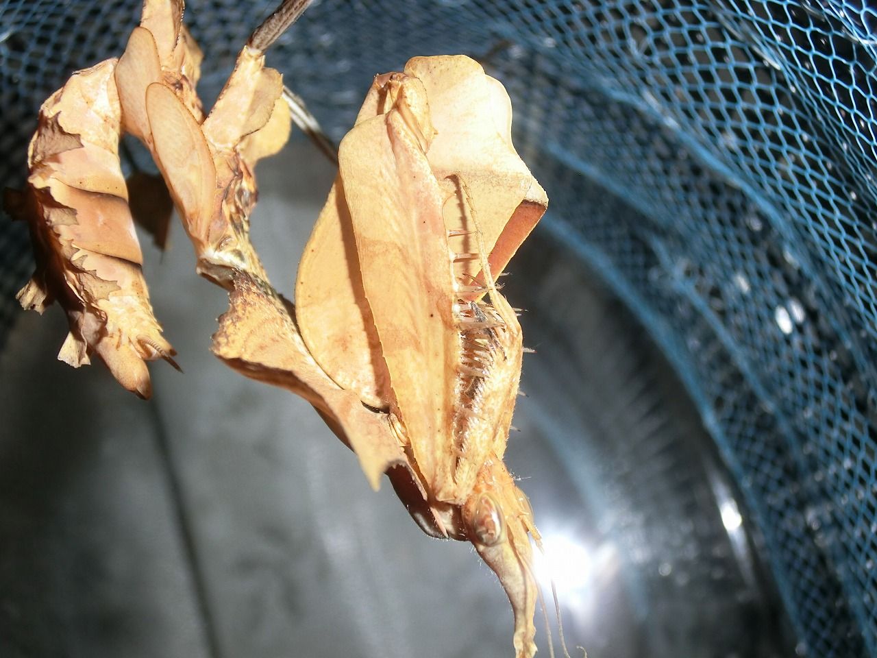 ニセハナマオウカマキリ 終齢幼虫 クワガタカマキリ