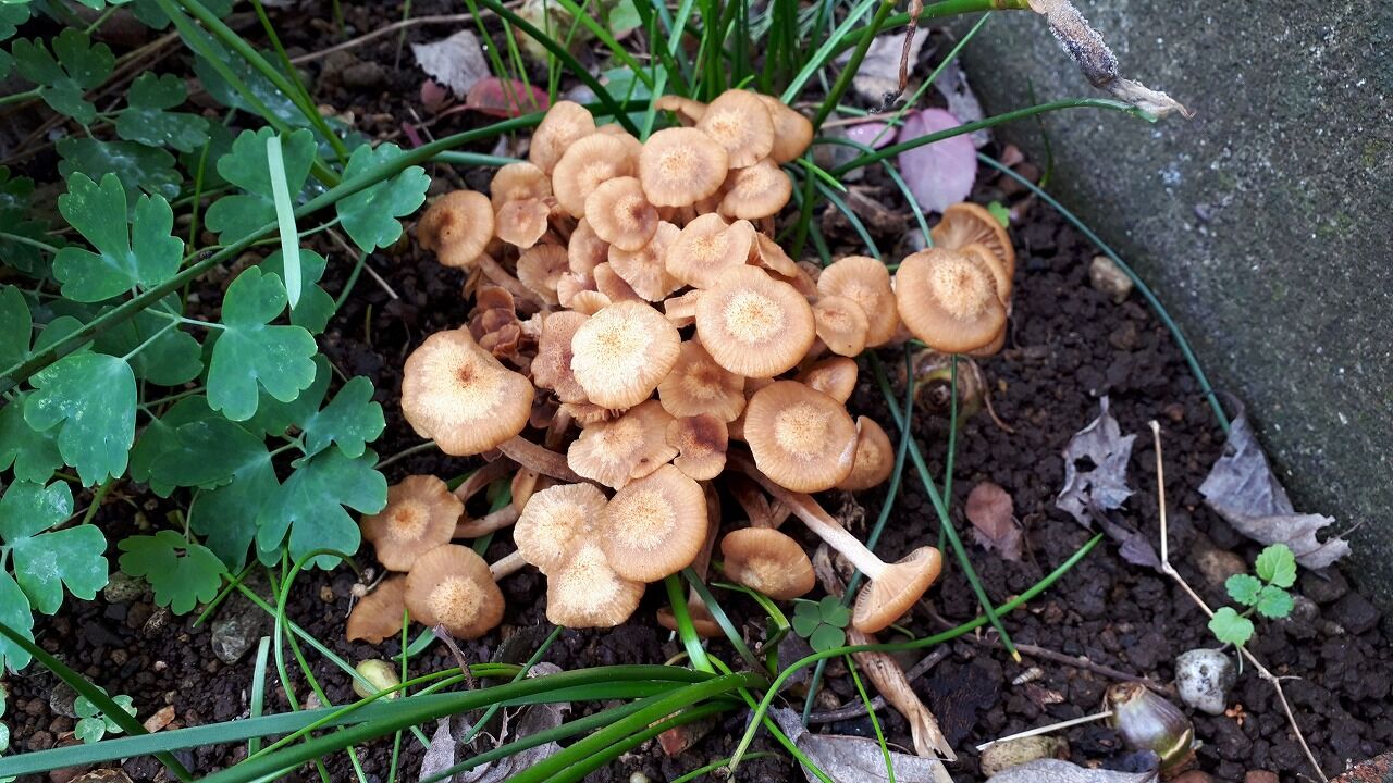 雨のあと 花水木の庭