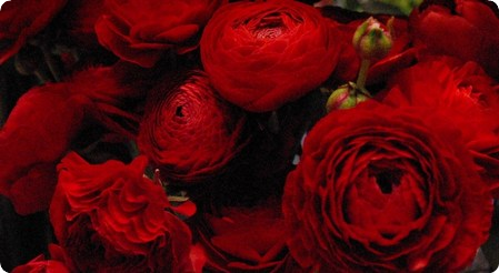 真っ赤なラナンキュラス