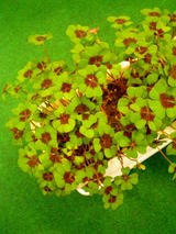 ���դΥ������С�