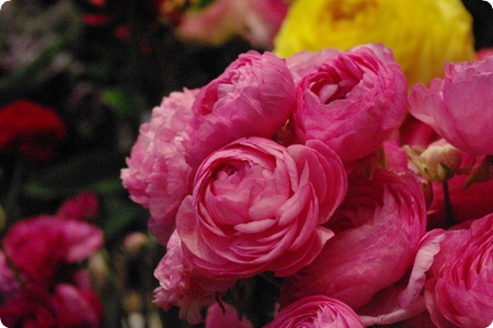 ラナンキュラス