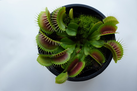 ハエトリソウのまとめ 植成ろぐ