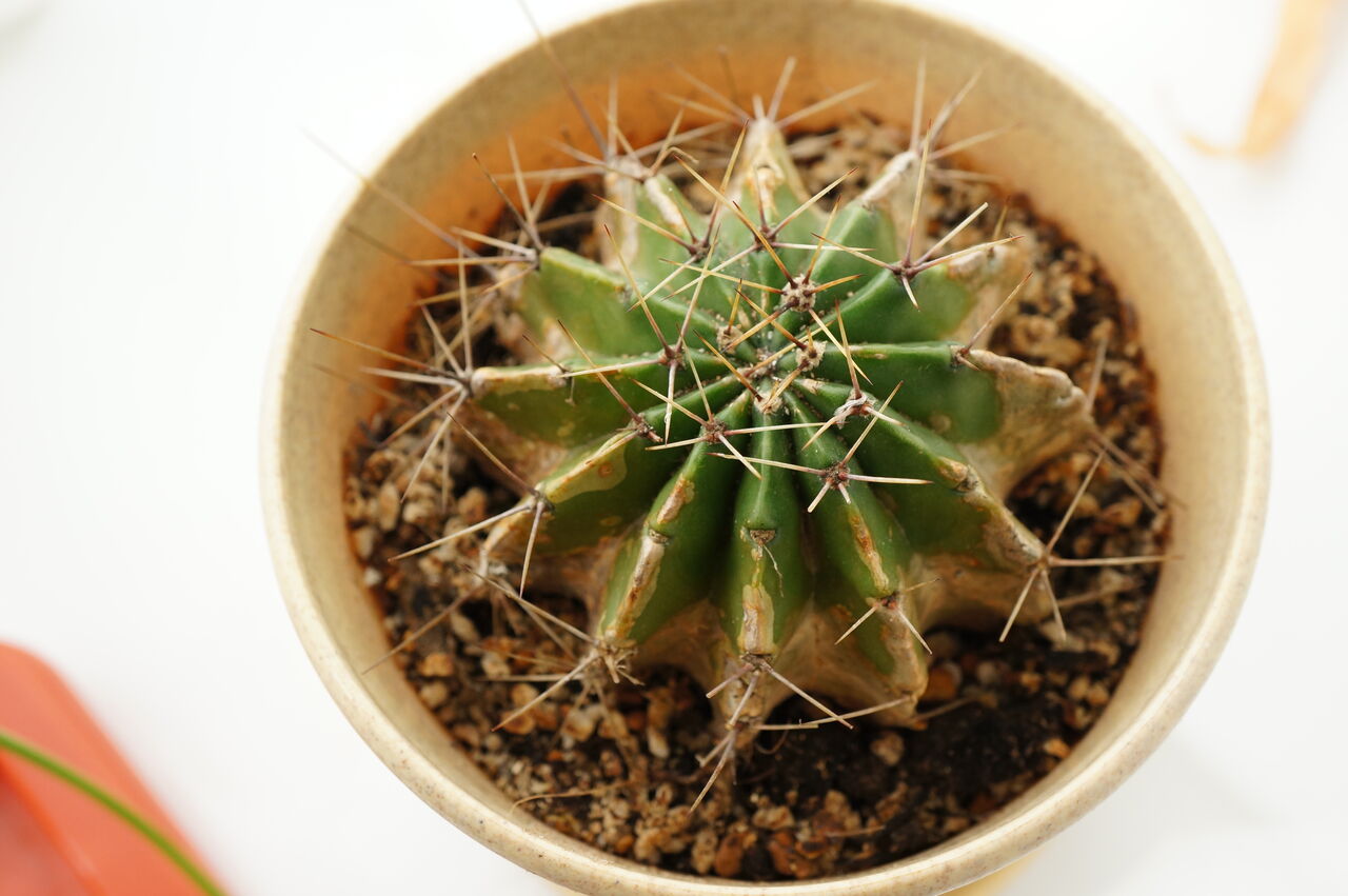 サボテンaの成長記録3 植え替えから4ヶ月 植成ろぐ