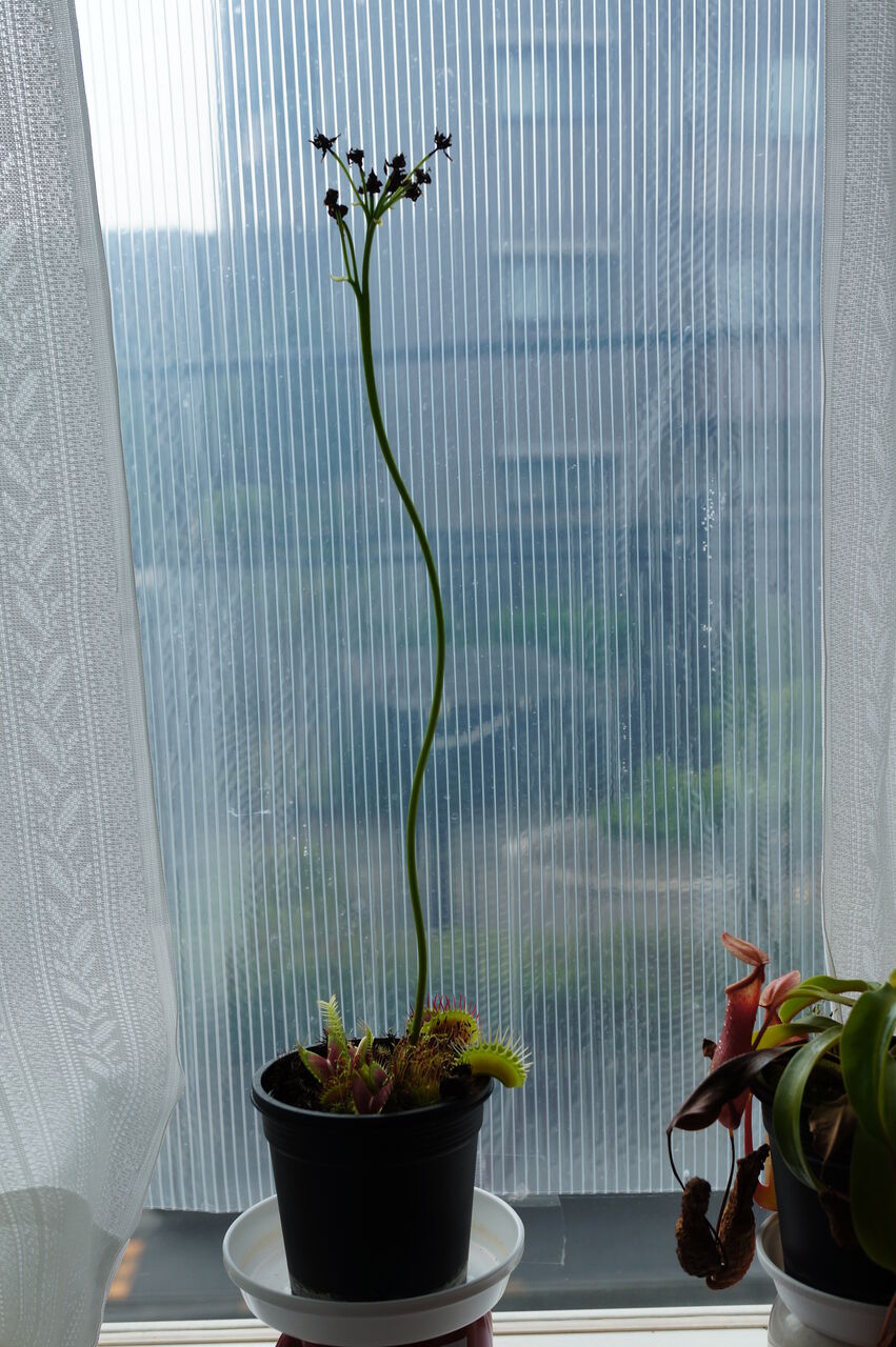 ハエトリソウの成長記録29 観察318日目 植成ろぐ