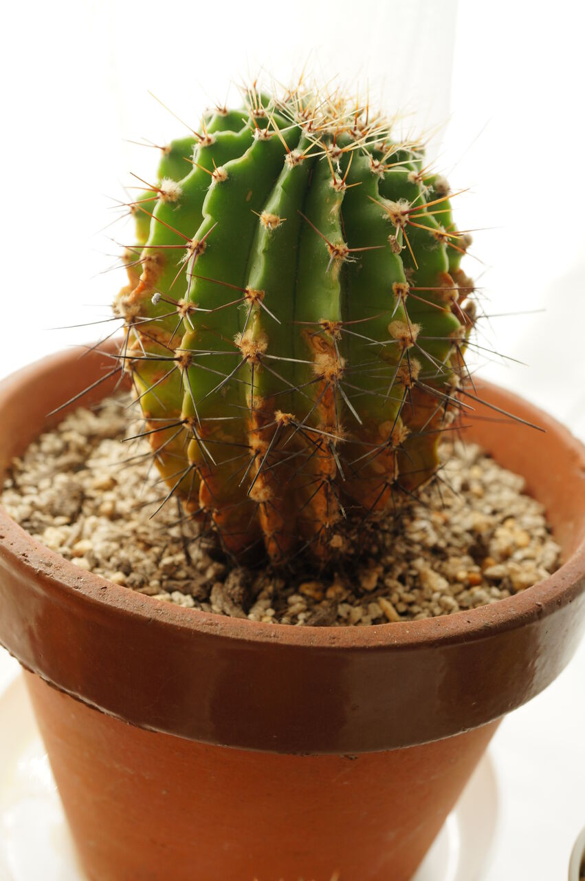 サボテンbの成長記録3 植え替え1ヶ月後 植成ろぐ