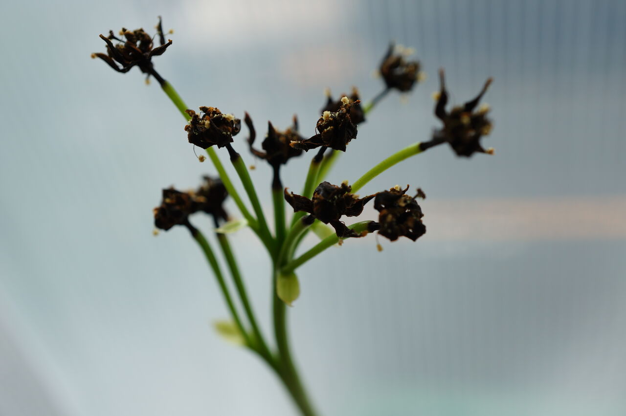 ハエトリソウの成長記録29 観察318日目 植成ろぐ