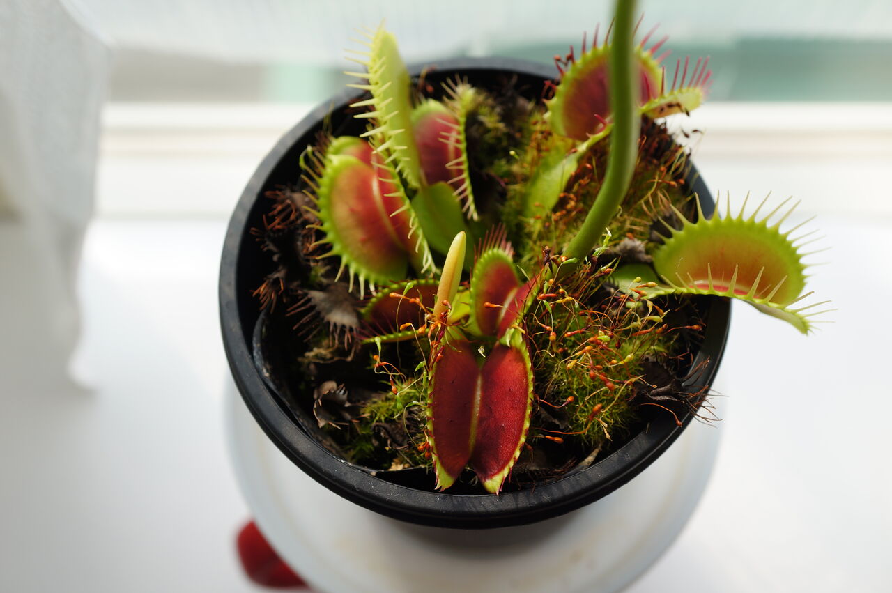 ハエトリソウの成長記録29 観察318日目 植成ろぐ