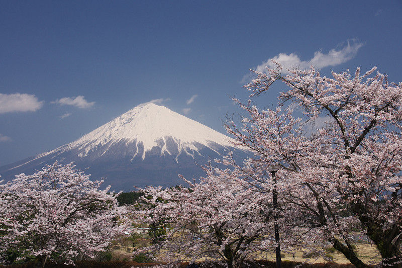 大石寺の桜と富士山 迷いトンボのデジカメblog