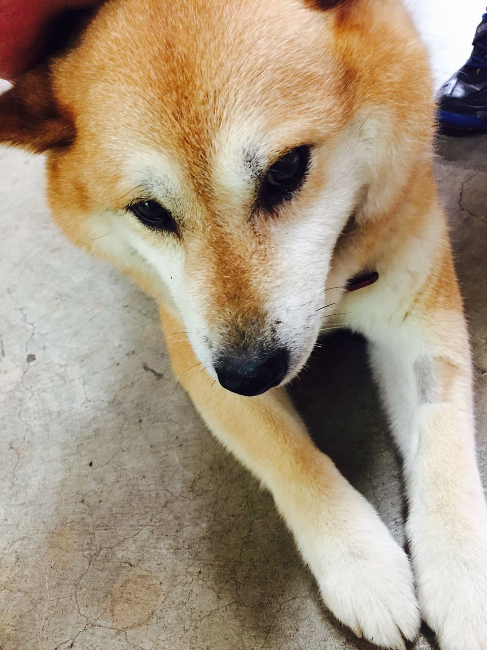 番外編 スタジオヴェトロに行ってグラスを作ってきました 田舎でカクテル はじめてみました 番外編 スタジオヴェトロに行ってグラスを作ってきました 田舎でカクテル はじめてみました