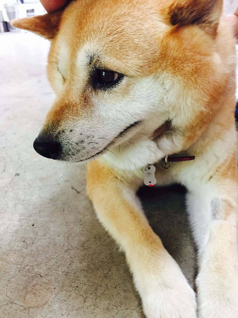 番外編 スタジオヴェトロに行ってグラスを作ってきました 田舎でカクテル はじめてみました 番外編 スタジオヴェトロに行ってグラスを作ってきました 田舎でカクテル はじめてみました
