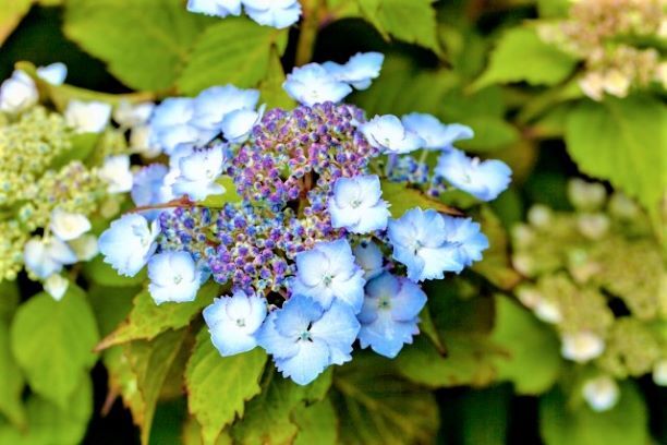 アジサイ 紫陽花 の花言葉 溶接 メテックス吉川pの えぶりでい アジサイ 紫陽花 の花言葉 溶接 メテックス吉川pの えぶりでい