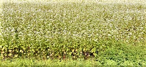 蕎麦の花