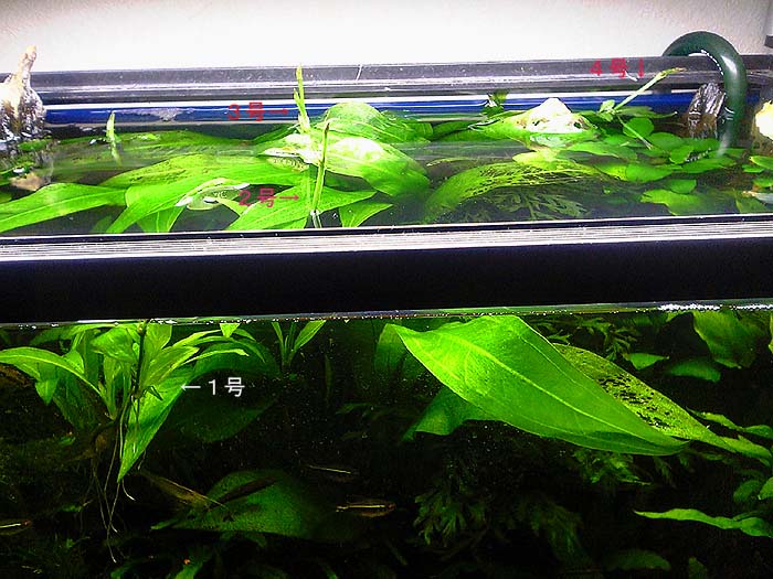 アマゾン ランナー出しまくり 水色のアルバム アマゾン ランナー出しまくり 水色のアルバム