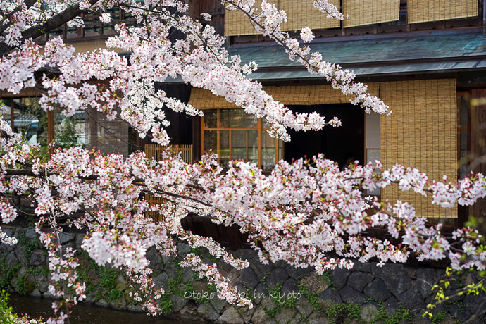 0407京都4月-7