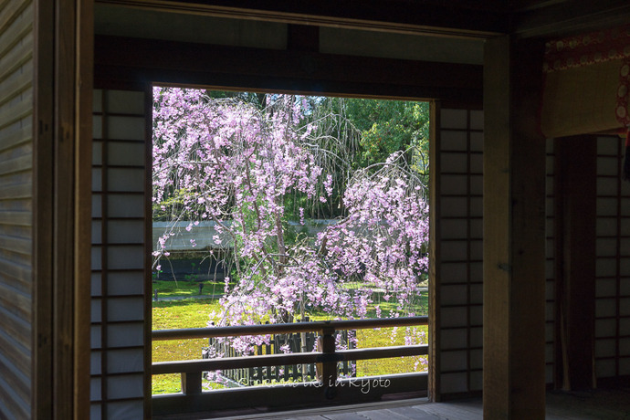 0407京都4月-39