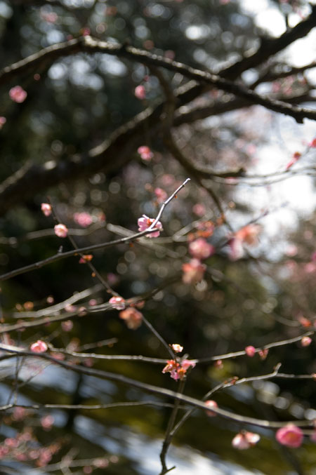 梅