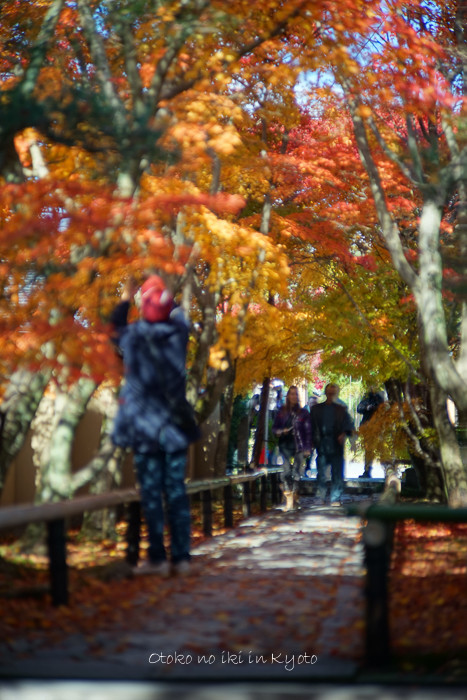 1121光悦寺11月-15
