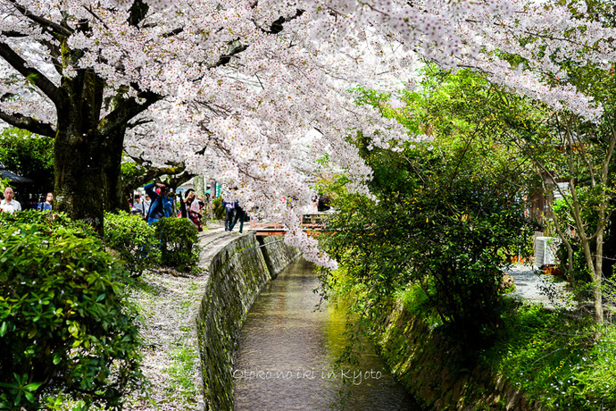 0407京都4月-74
