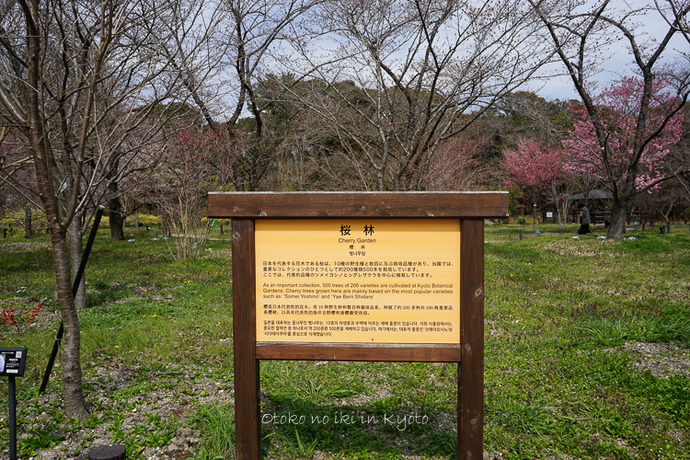 0329京都3月-59