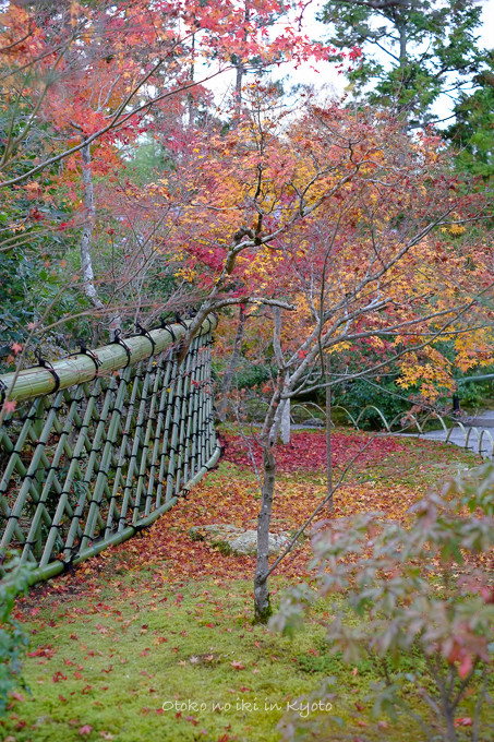 1129光悦寺11月-15